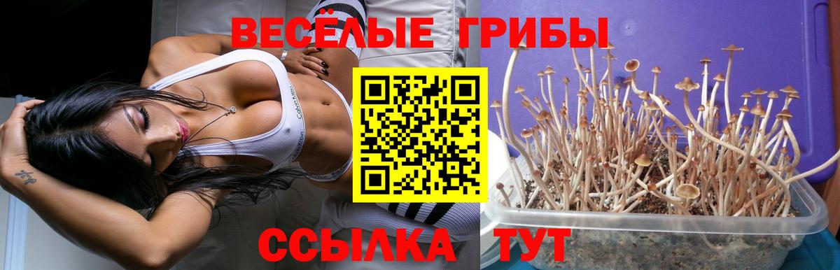 Псилоцибиновые грибы GOLDEN TEACHER Медногорск